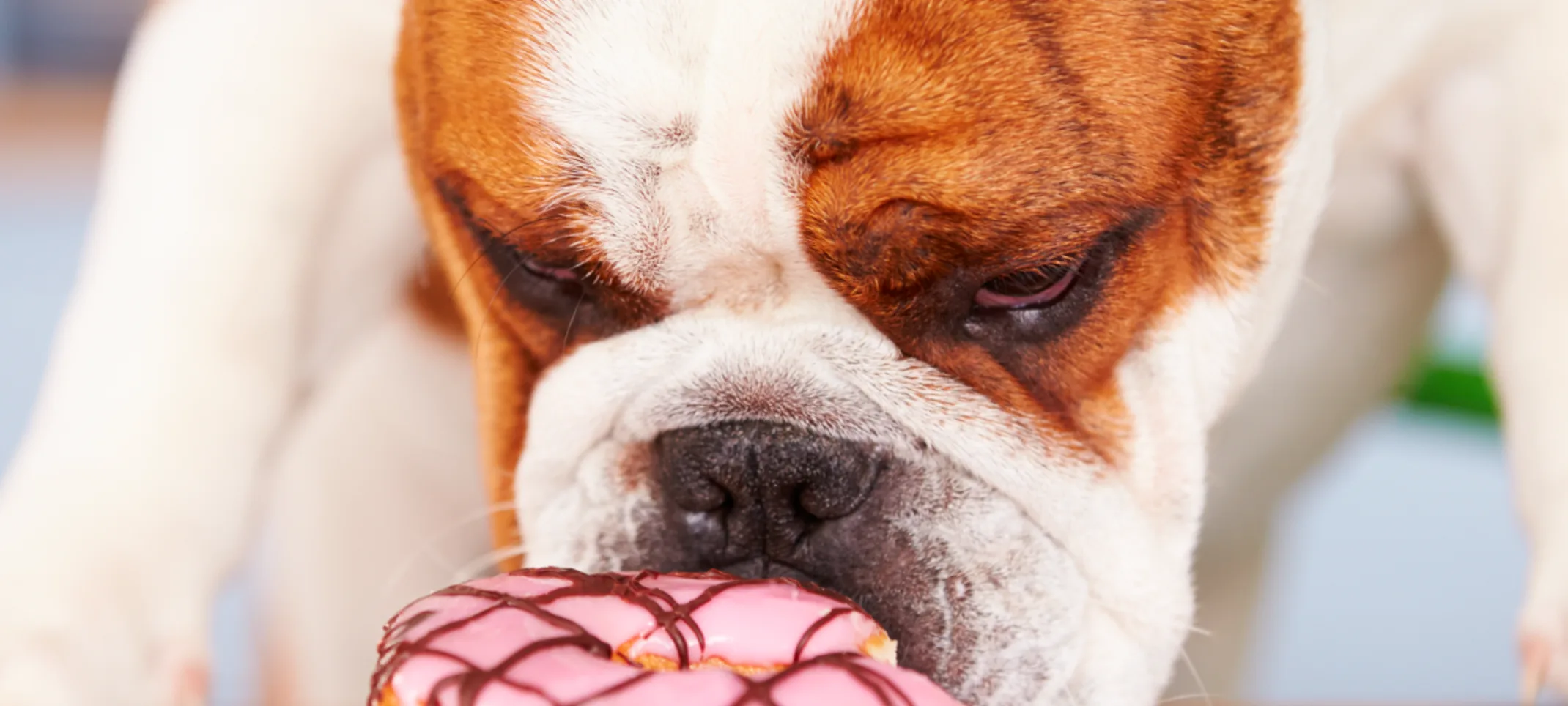 Artificial sweetener top bad for dogs
